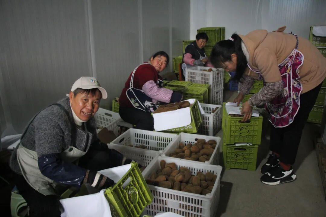 邊賣果子邊管園子 修文獼猴桃園區(qū)冬閑人不閑